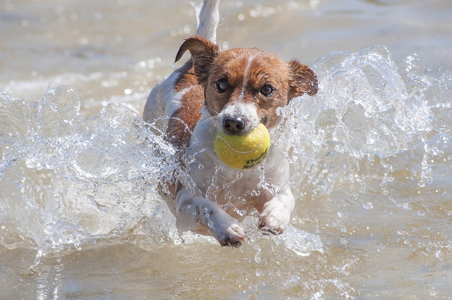 Dog Running with Tennis Ball